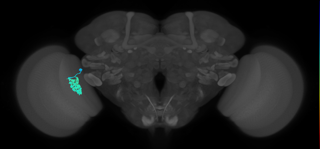 Dm4_L (MaleCNS:64517)