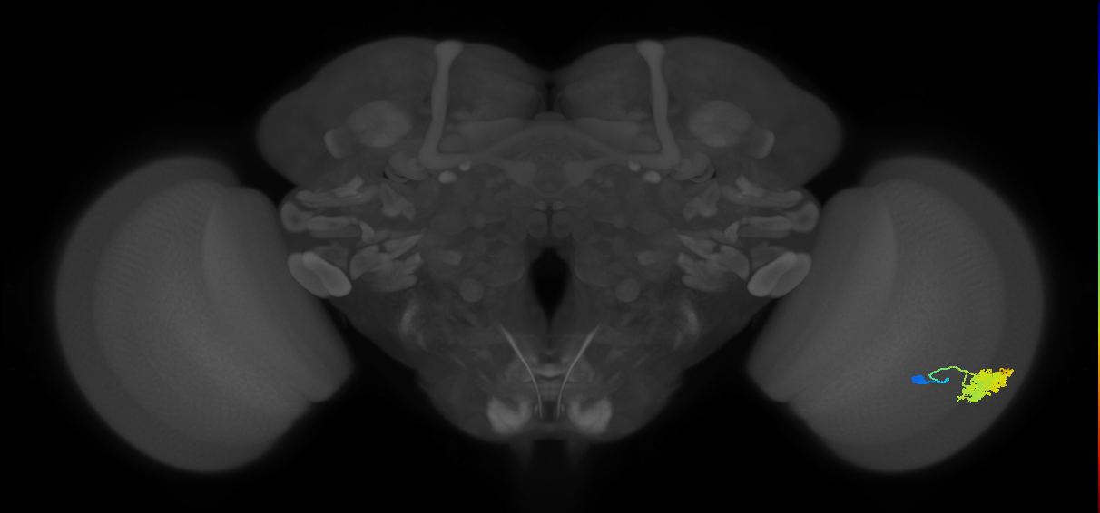 Dm4_R (MaleCNS:18412)