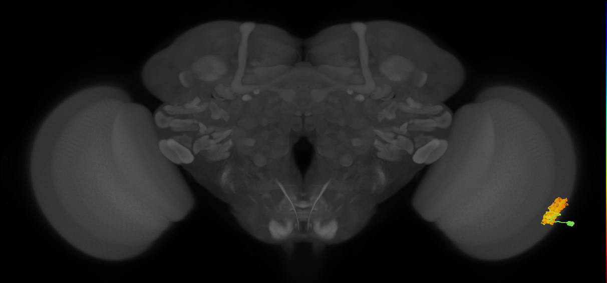 Dm4_R (MaleCNS:19568)