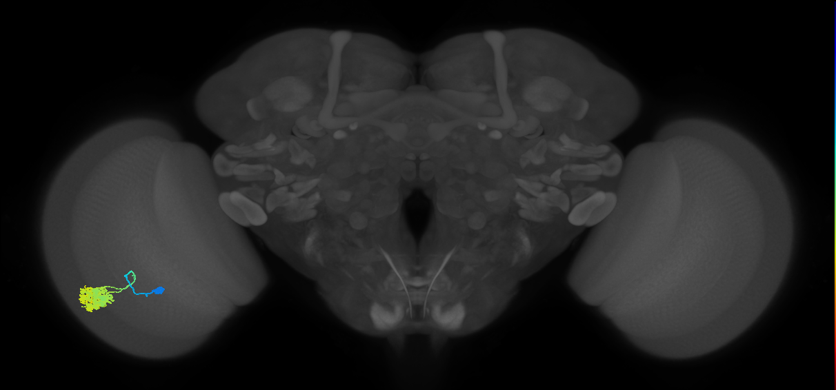 Dm4_L (MaleCNS:22062)