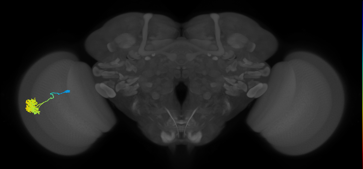 Dm4_L (MaleCNS:25172)