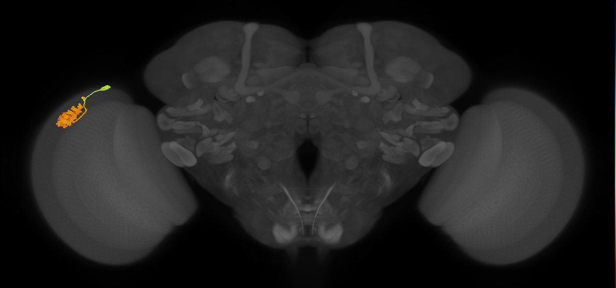 Dm4_L (MaleCNS:54708)