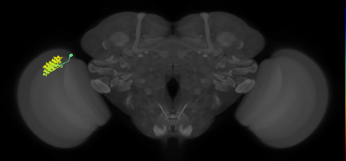 Dm4_L (MaleCNS:44843)