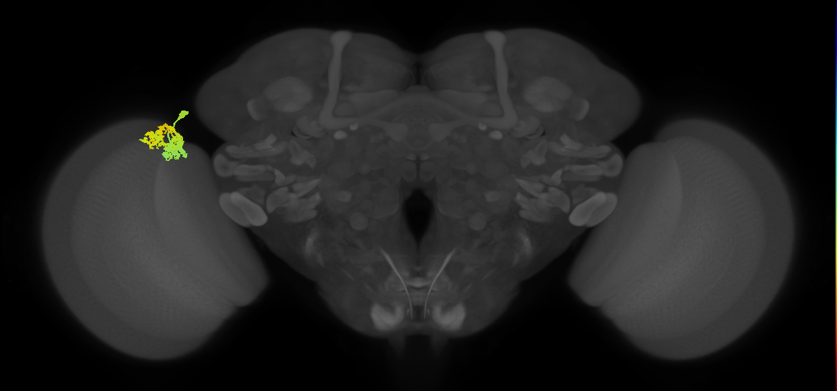 Dm4_L (MaleCNS:51665)