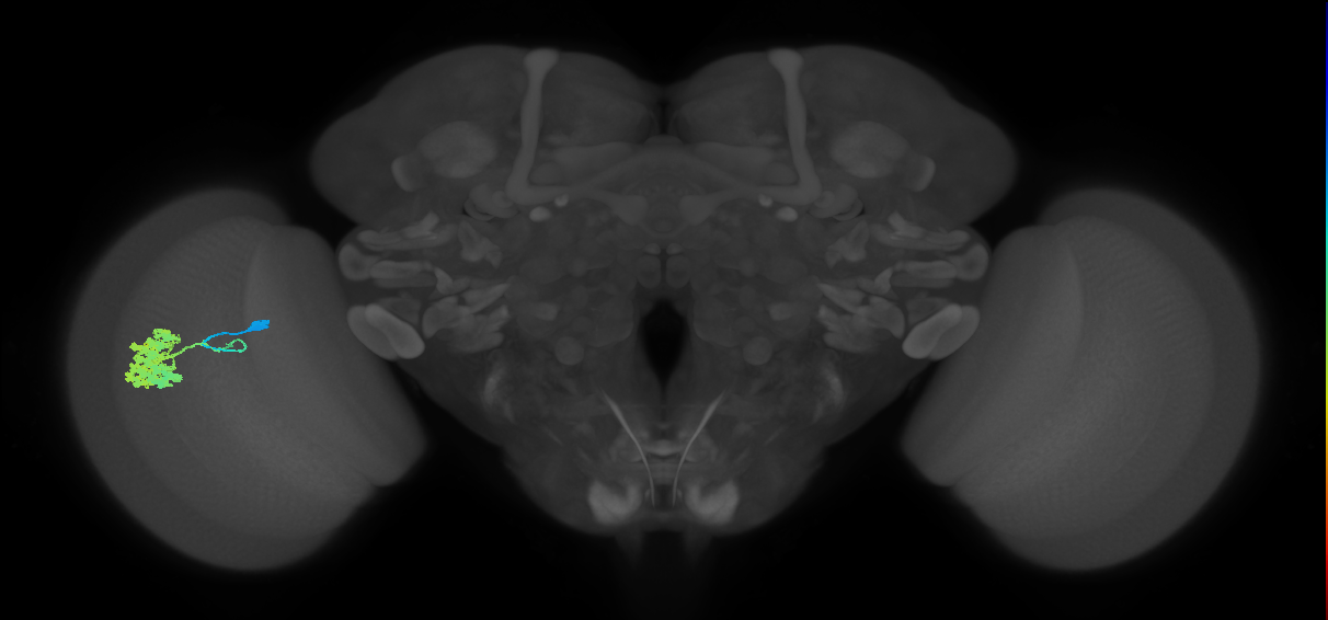 Dm4_L (MaleCNS:65889)