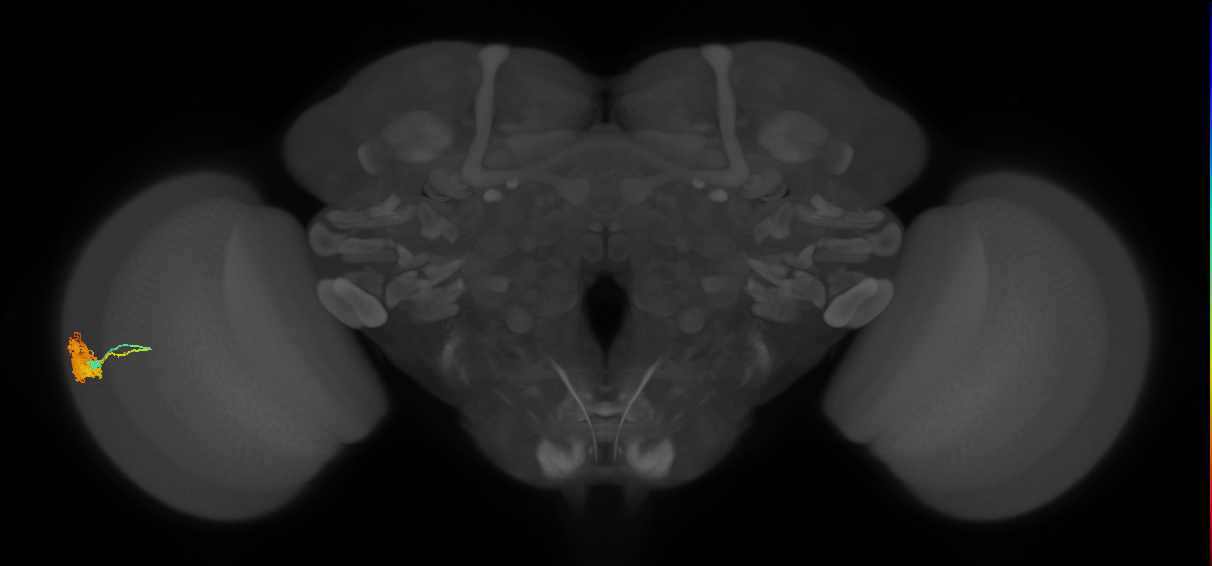 Dm4_L (MaleCNS:53048)