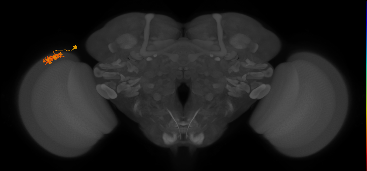 Dm4_L (MaleCNS:52405)