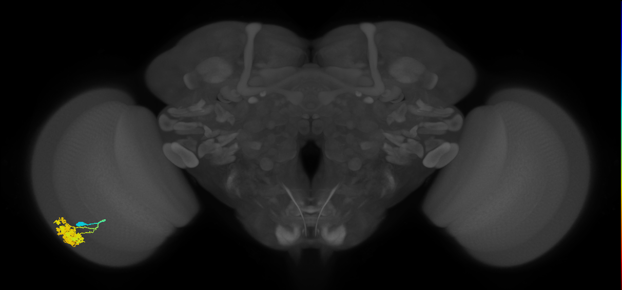 Dm4_L (MaleCNS:50618)