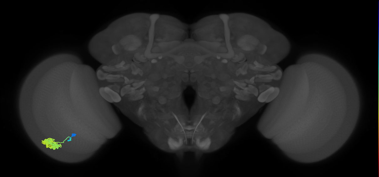 Dm4_L (MaleCNS:46432)