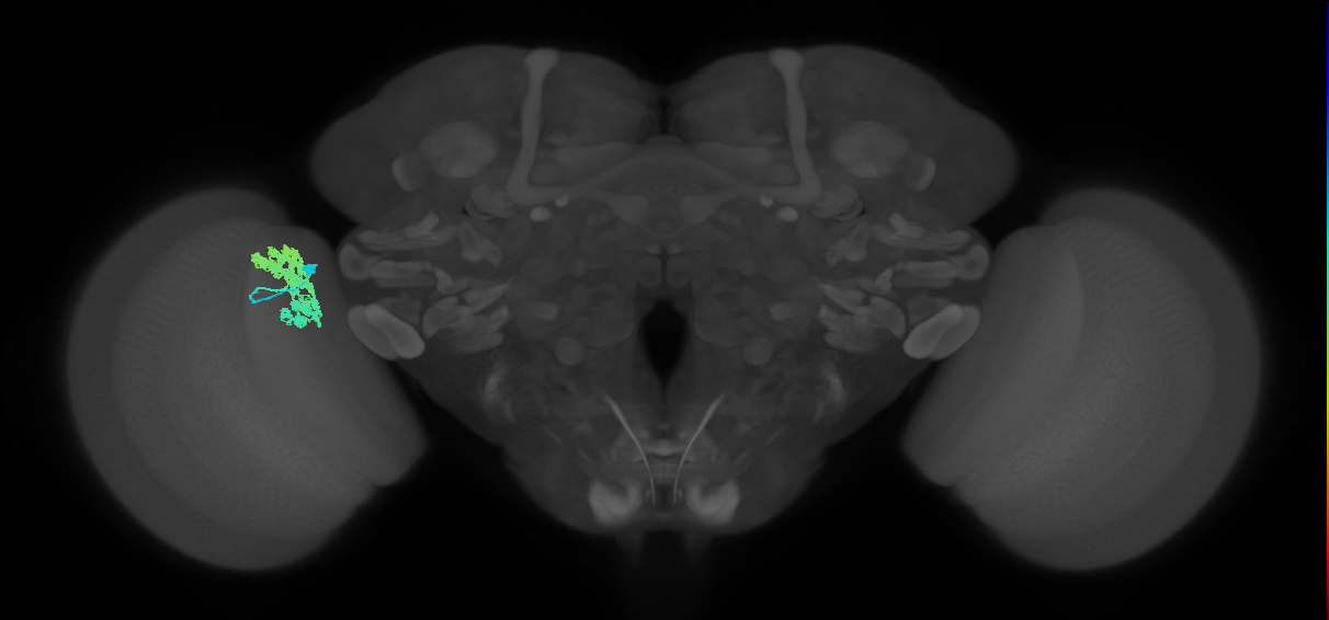 Dm4_L (MaleCNS:76509)