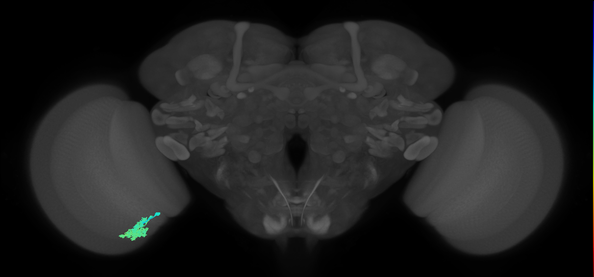Dm4_L (MaleCNS:48936)