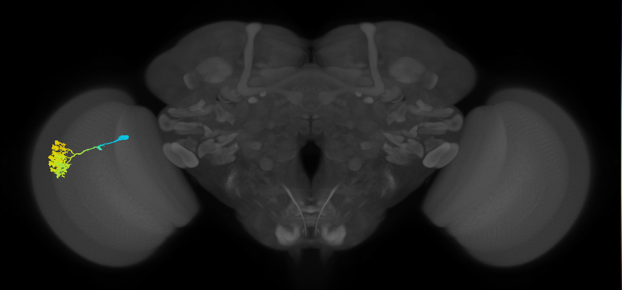 Dm4_L (MaleCNS:68077)