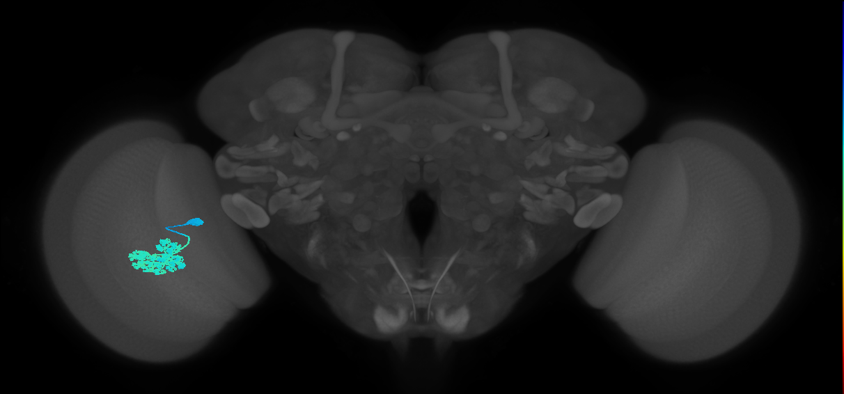 Dm4_L (MaleCNS:67135)