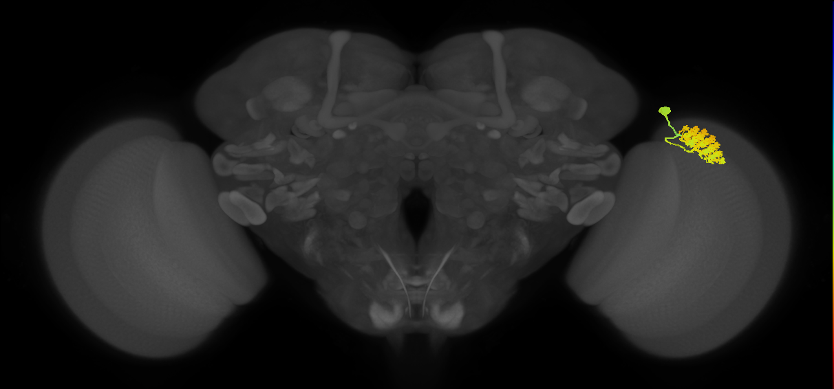 Dm4_R (MaleCNS:17636)