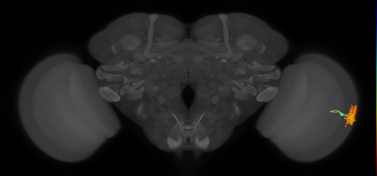 medulla intrinsic neuron