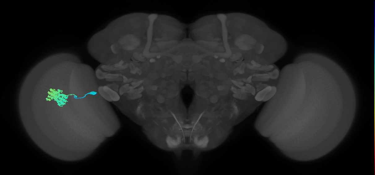 Dm4_L (MaleCNS:45029)