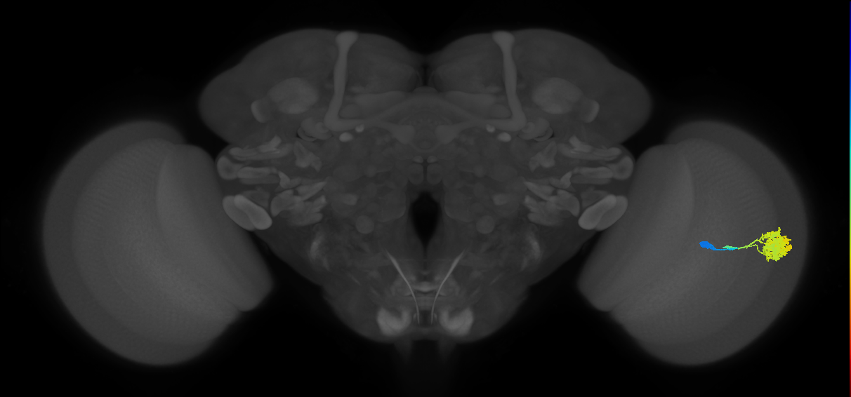 medulla intrinsic neuron