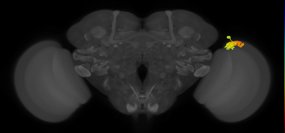Dm4_R (MaleCNS:19383)