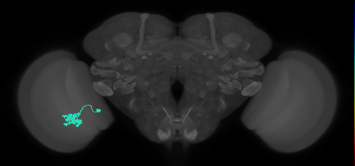 Dm4_L (MaleCNS:51286)