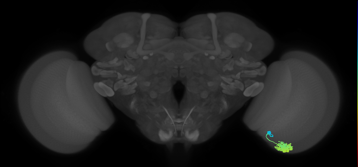 Dm4_R (MaleCNS:20519)