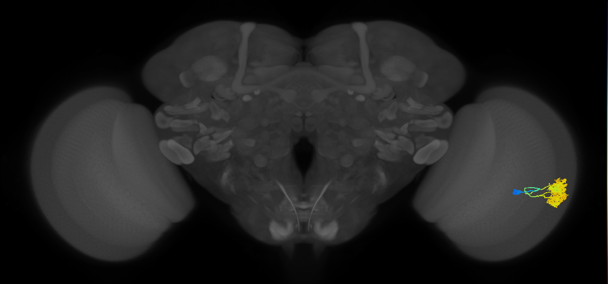Dm4_R (MaleCNS:17345)