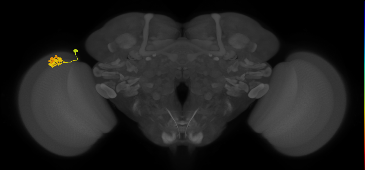Dm4_L (MaleCNS:544125)