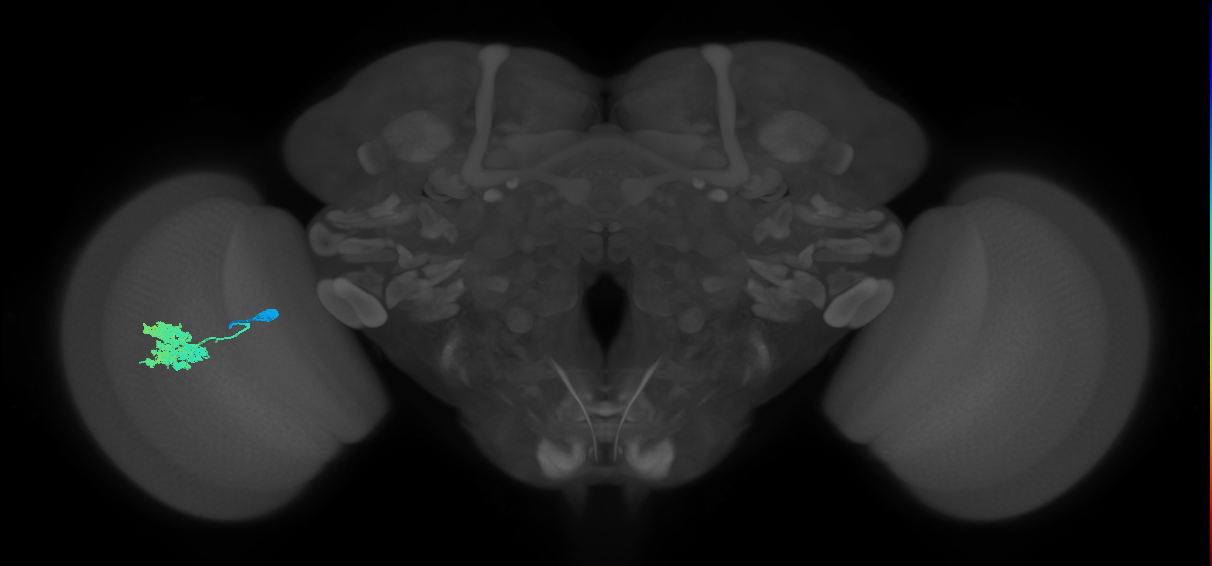 Dm4_L (MaleCNS:69777)