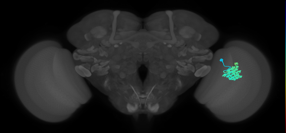 Dm4_R (MaleCNS:16726)