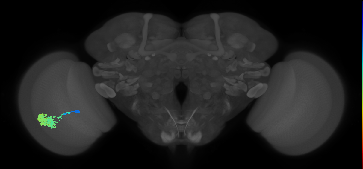 Dm4_L (MaleCNS:40501)