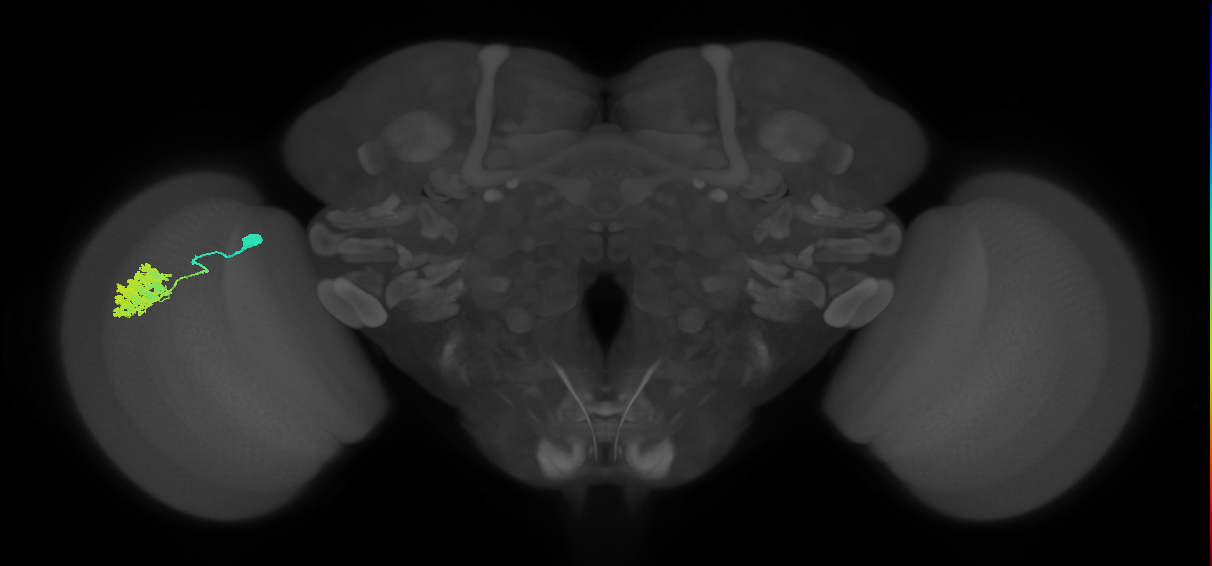 Dm4_L (MaleCNS:69341)