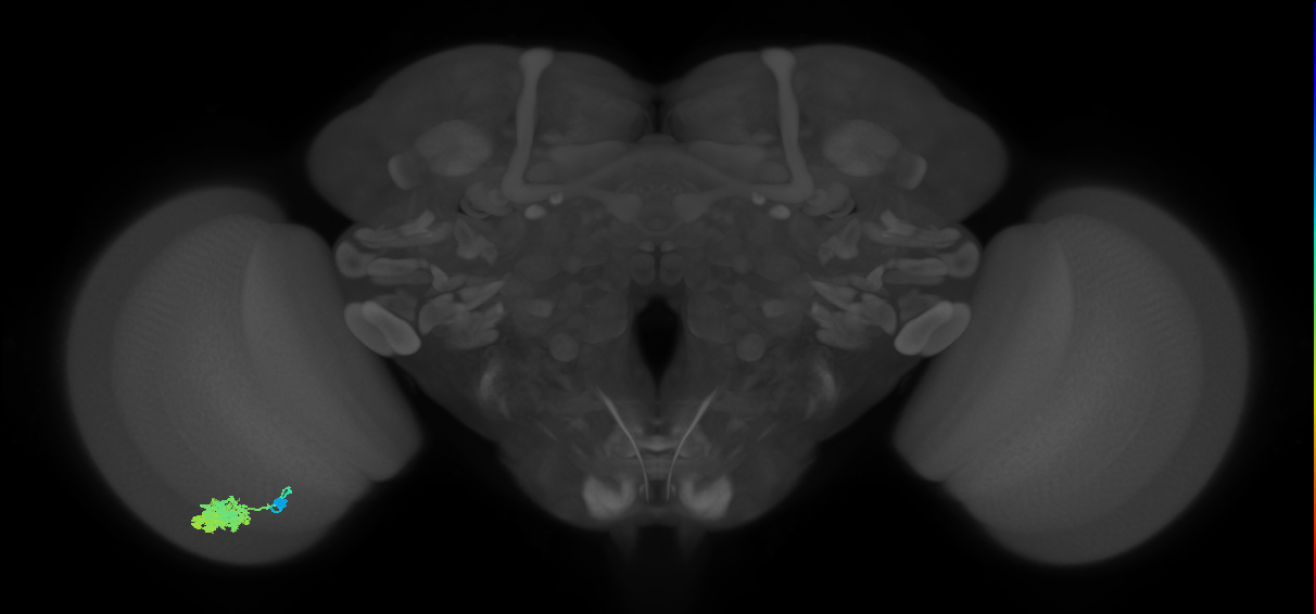 Dm4_L (MaleCNS:62108)