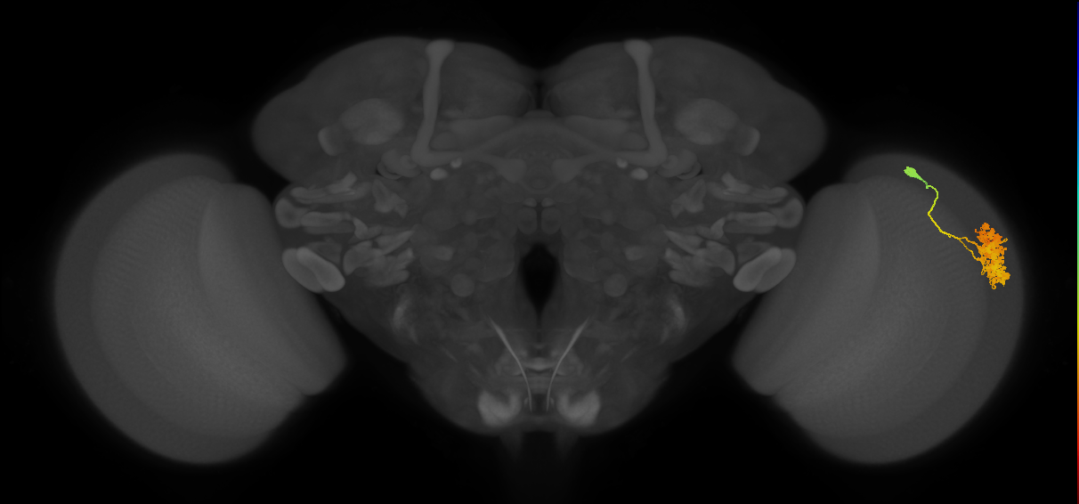 medulla intrinsic neuron