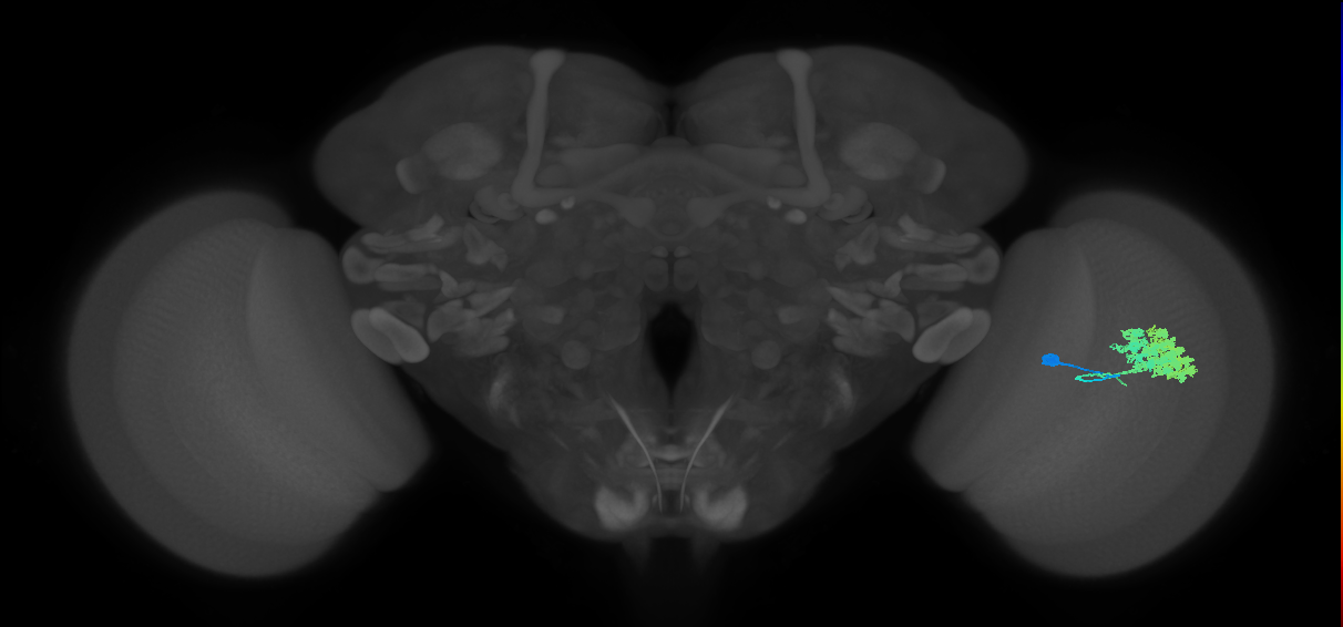 Dm4_R (MaleCNS:18541)
