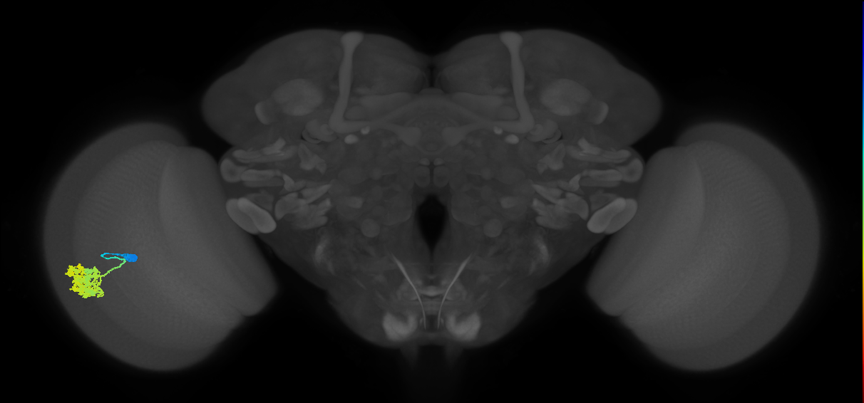 Dm4_L (MaleCNS:29155)