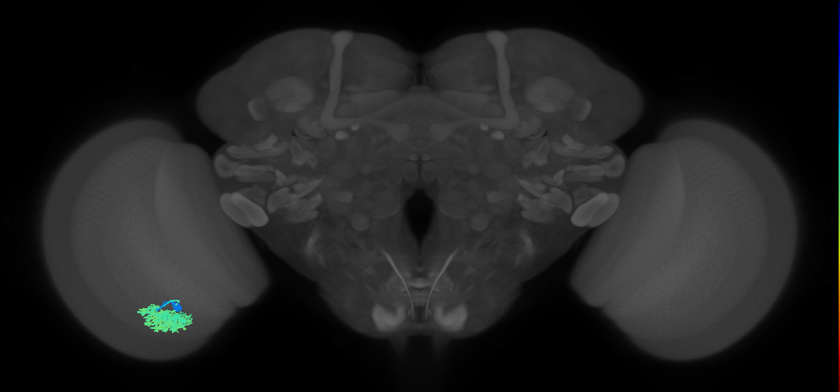 Dm4_L (MaleCNS:45178)