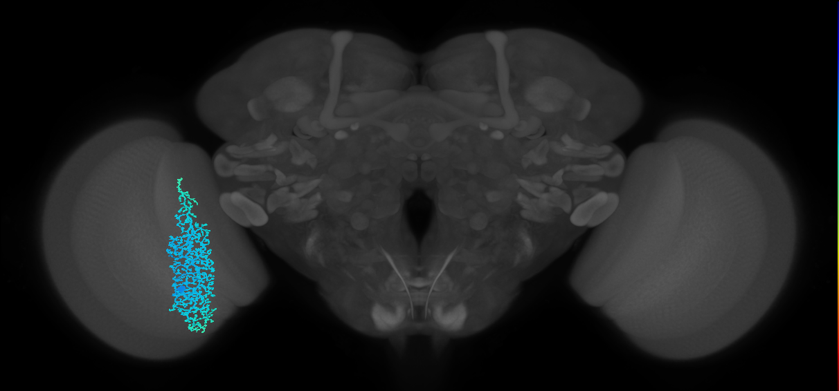 Dm6_L (MaleCNS:11845)
