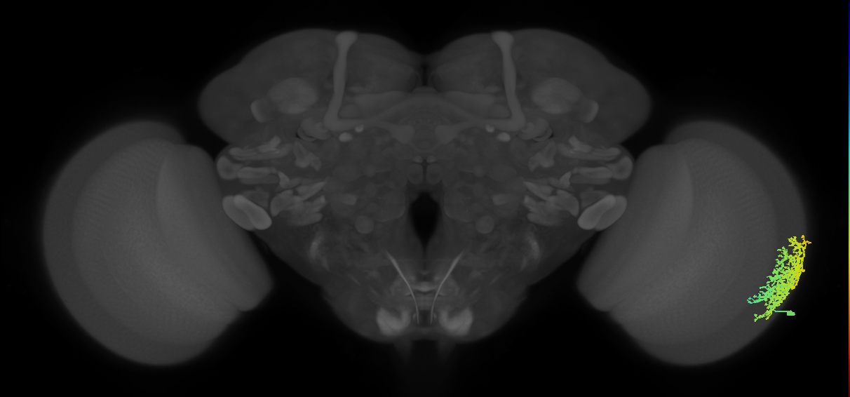 Dm6_R (MaleCNS:14443)