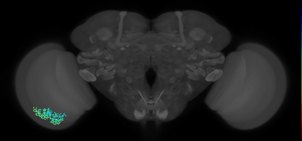 Dm6_L (MaleCNS:522323)