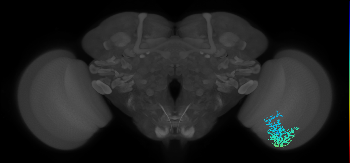 Dm6_R (MaleCNS:14374)