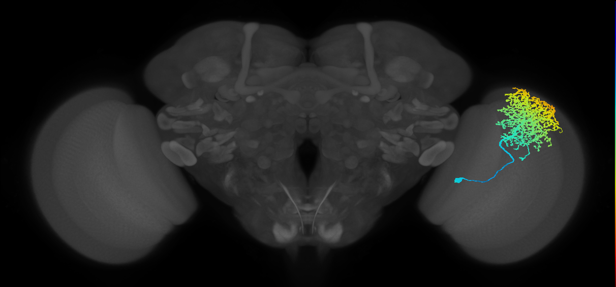 Dm6_R (MaleCNS:12078)