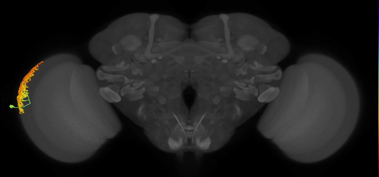 Dm6_L (MaleCNS:14504)