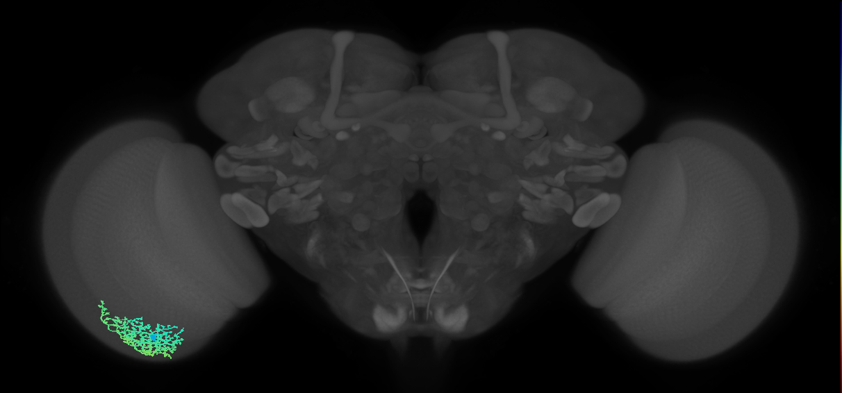 Dm6_L (MaleCNS:12853)