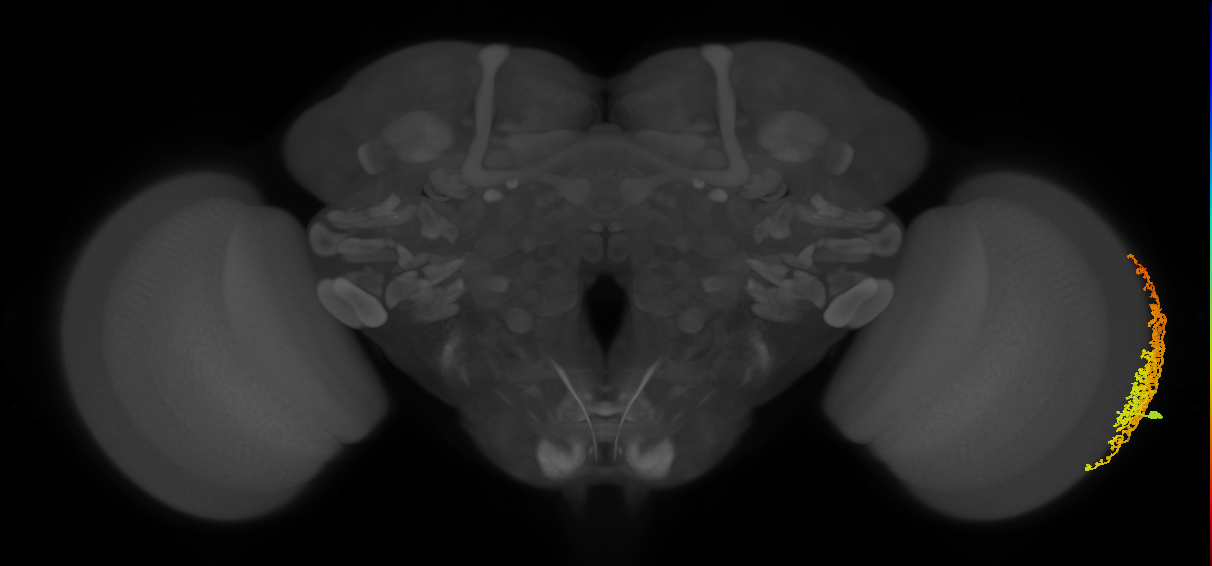 Dm6_R (MaleCNS:14872)