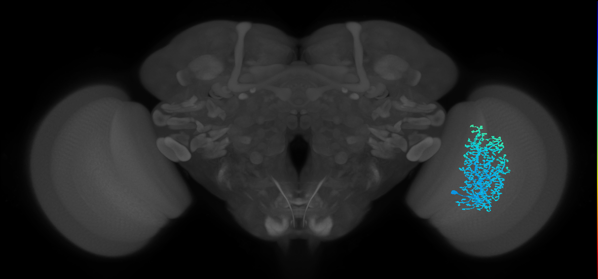 Dm6_R (MaleCNS:13838)