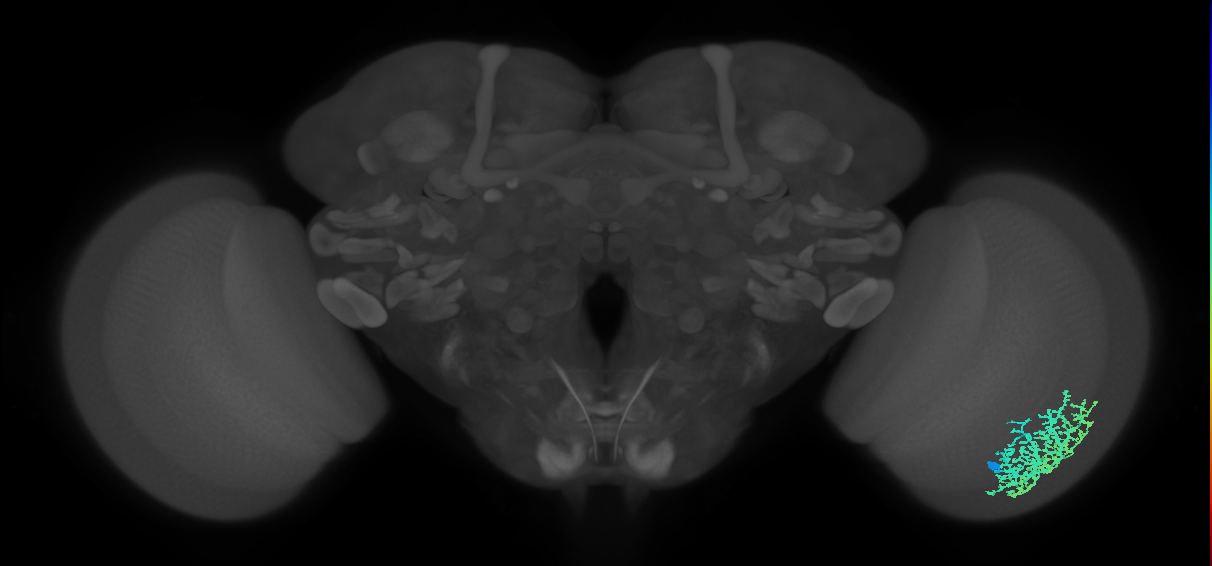 Dm6_R (MaleCNS:15892)