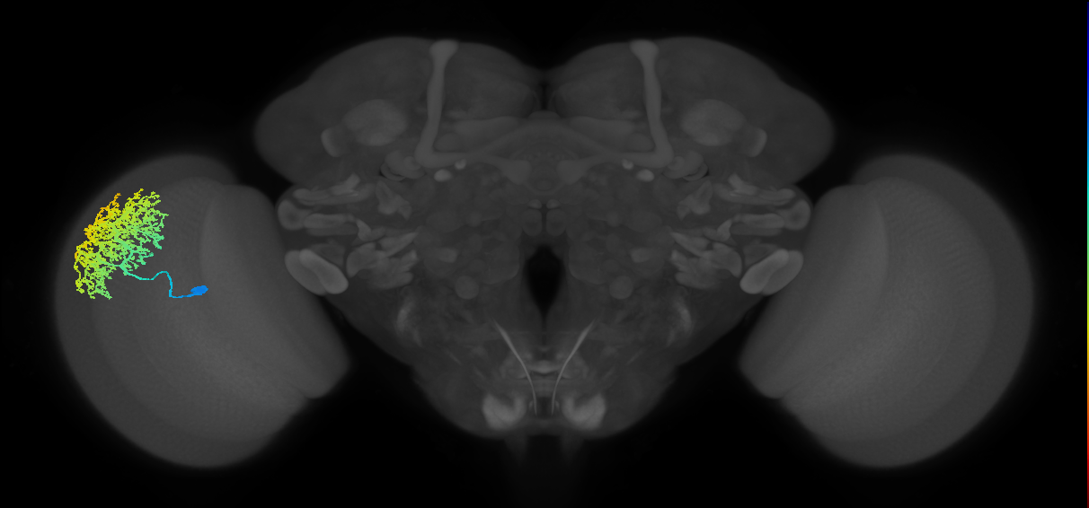 Dm6_L (MaleCNS:10426)