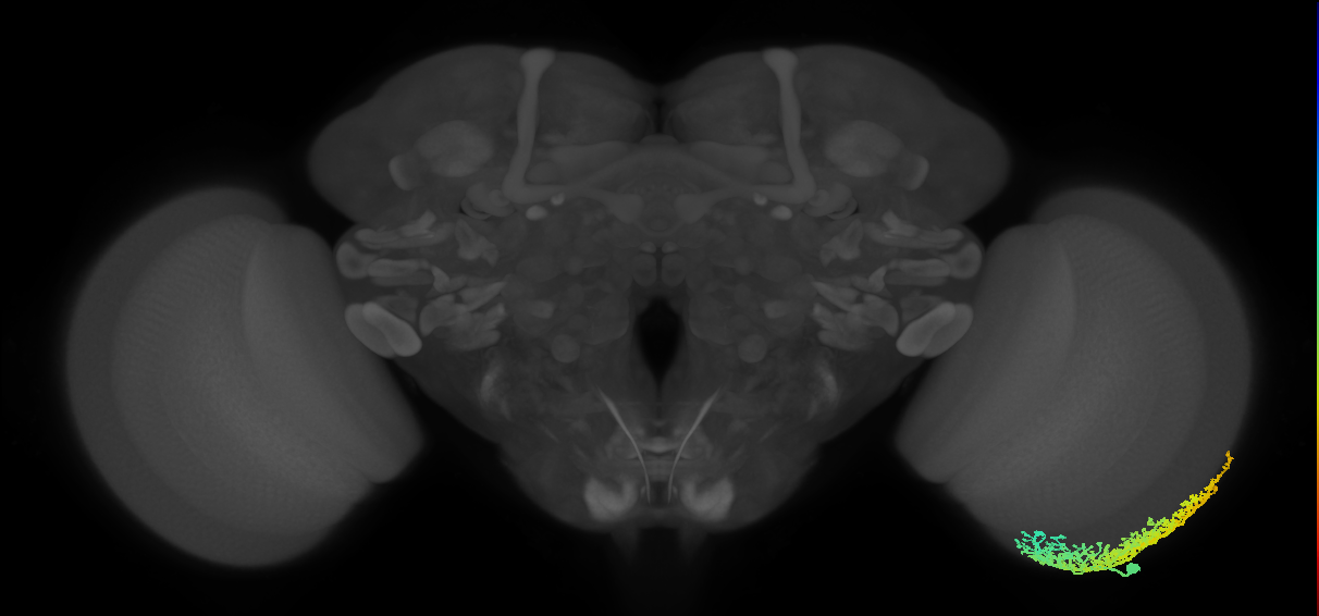 Dm6_R (MaleCNS:13912)