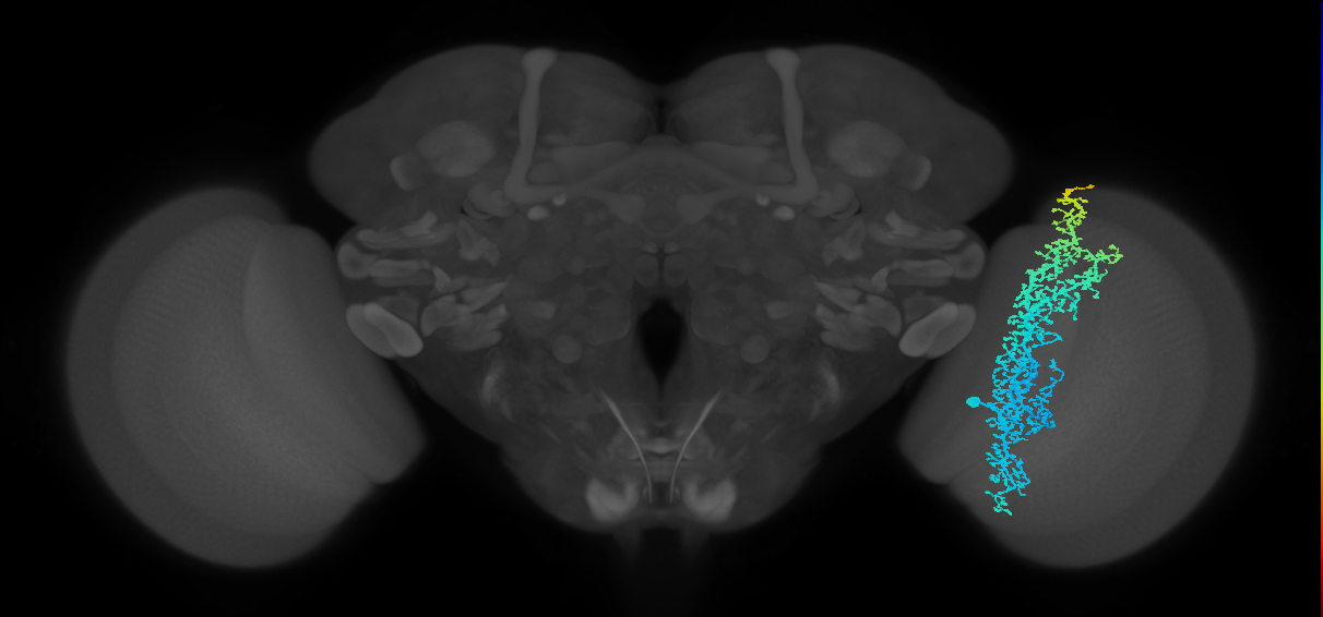 Dm6_R (MaleCNS:13260)