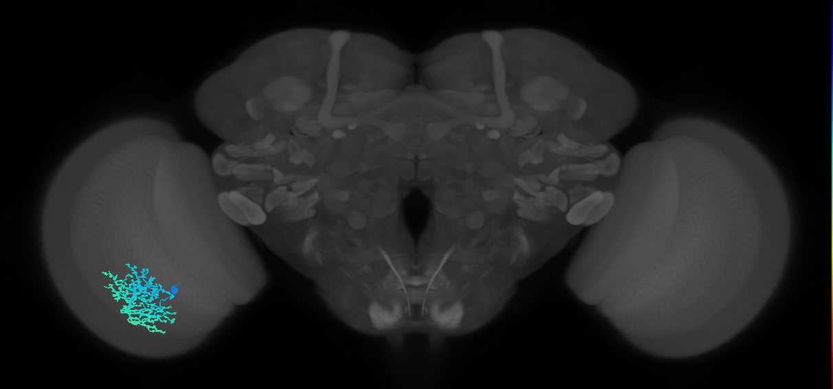 Dm6_L (MaleCNS:513751)