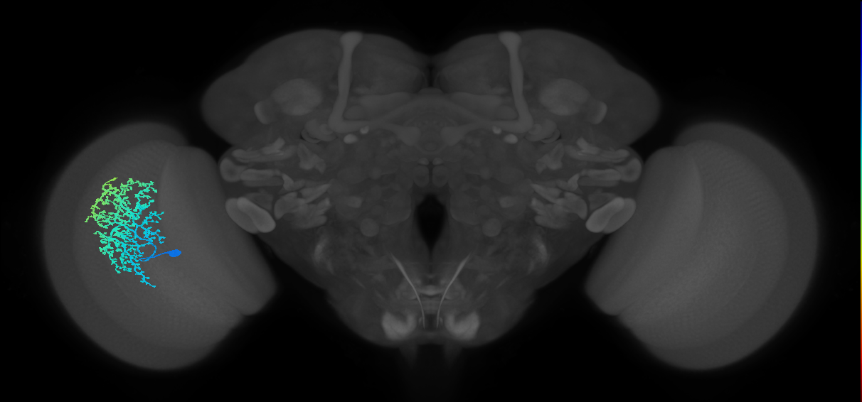 Dm6_L (MaleCNS:520419)